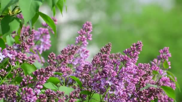 Beautiful Blooming pink lilac close-up . — стоковое видео