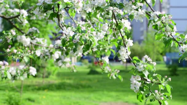 Ramas de manzano en flor en la ciudad — Vídeos de Stock