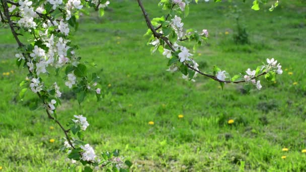 Branches de pommier en fleurs — Video