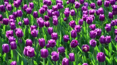 Flowerbed içinde birçok leylak laleler vardır