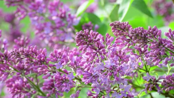 Beautiful Blooming lilac close-up . — стоковое видео