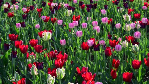 Tulipanes de diferentes colores y jardines en macizo de flores — Vídeos de Stock