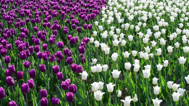 Hay muchos tulipanes lila y blanca en macizo de flores — Vídeo de stock