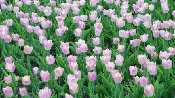 Hay muchos tulipanes rosados en el macizo de flores — Vídeos de Stock