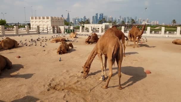 낙타를 탄 수 아크 낙타 , 카타르 , 도하 의 와크프 수 아크, — 비디오