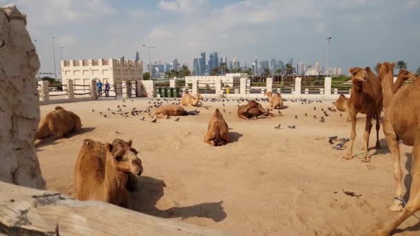 Camellos en Camel Souq, Waqif Souq en Doha, Qatar , — Vídeo de stock