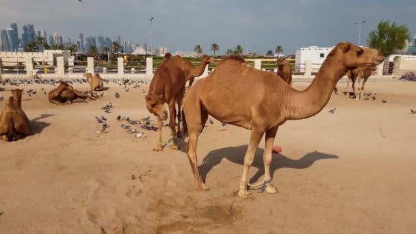 Kamelen in Camel Souq, Waqif Souq in Doha, Qatar, — Stockvideo