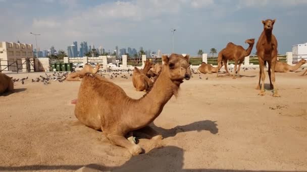 Camelos em Camel Souq, Waqif Souq em Doha, Qatar , — Vídeo de Stock