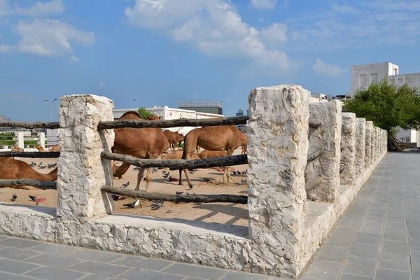 Wielbłądy w Camel Souq, Waqif Souq w Doha, Katar, — Zdjęcie stockowe