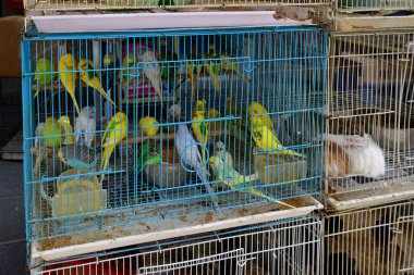 Doha, Katar. Souq Waqif 'te kuş satmak - geleneksel giysi satmak için pazar yeri.