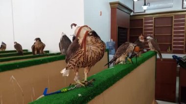 Doha, Katar 'daki Waqif Souq pazarında şahin satmak