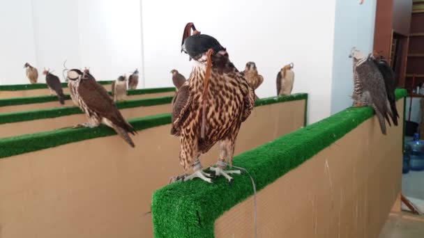 Selling falcons in Waqif Souq market in Doha, Qatar — 비디오