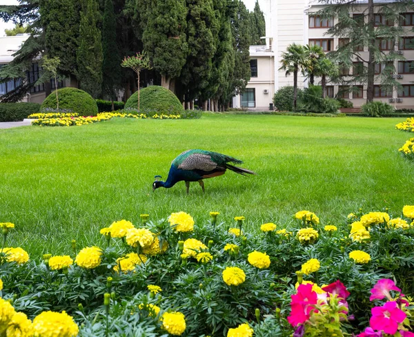 Um pavão pastoreia no gramado da frente — Fotografia de Stock