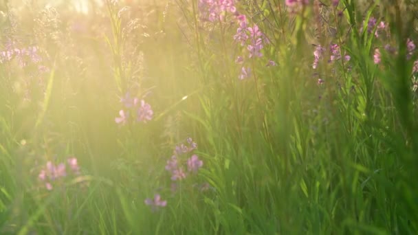 Bella vista di erba selvatica e fiori al tramonto — Video Stock