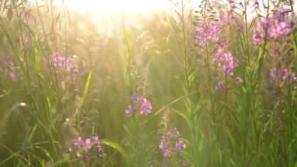 Bela vista da grama selvagem e flores no pôr do sol — Vídeo de Stock