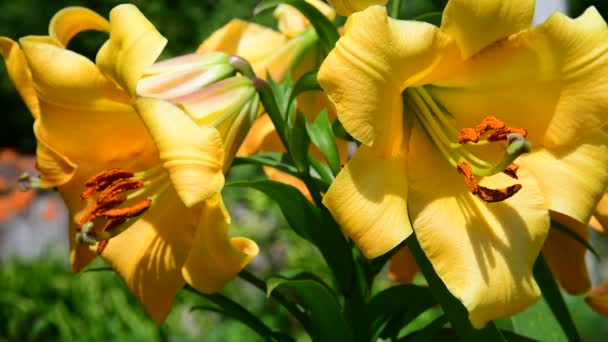 Schöne gelbe Lilien aus nächster Nähe. Der sonnige Tag — Stockvideo