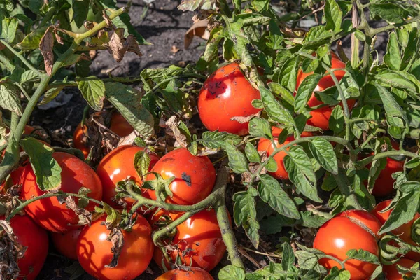 Βιολογικές κόκκινες ώριμες ντομάτες στον κήπο — Φωτογραφία Αρχείου