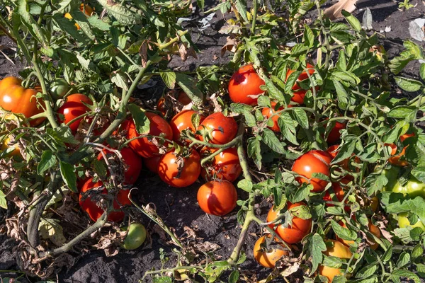 Tomates maduros rojos orgánicos en el jardín —  Fotos de Stock