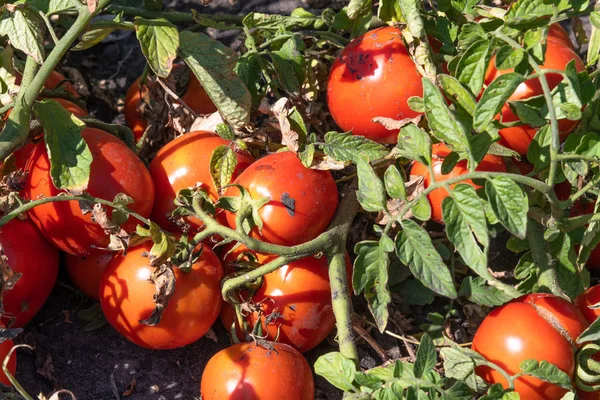 Βιολογικές κόκκινες ώριμες ντομάτες στον κήπο — Φωτογραφία Αρχείου