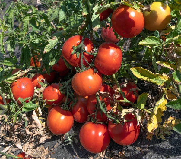 Tomates vermelhos orgânicos maduros no jardim — Fotografia de Stock