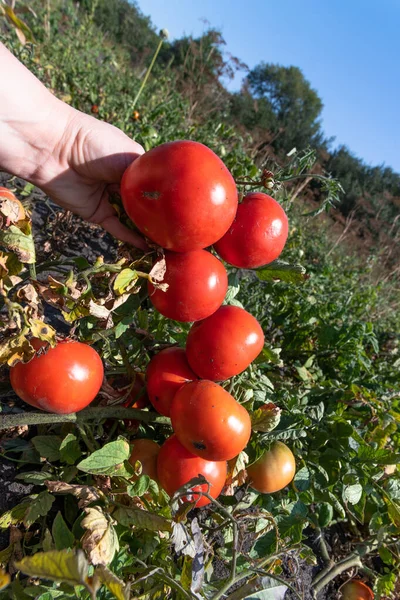 Organic Red ripe tomatoes in a female hand in the garden — ストック写真