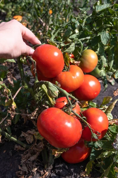 Organic Red érett paradicsom egy női kéz a kertben — Stock Fotó