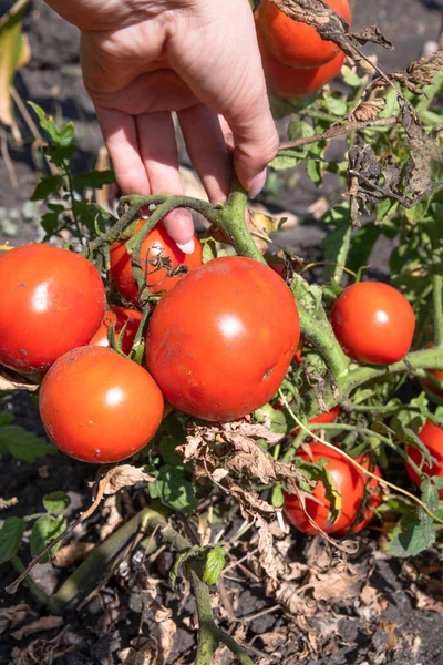 Rote Bio-Tomaten in weiblicher Hand im Garten — Stockfoto