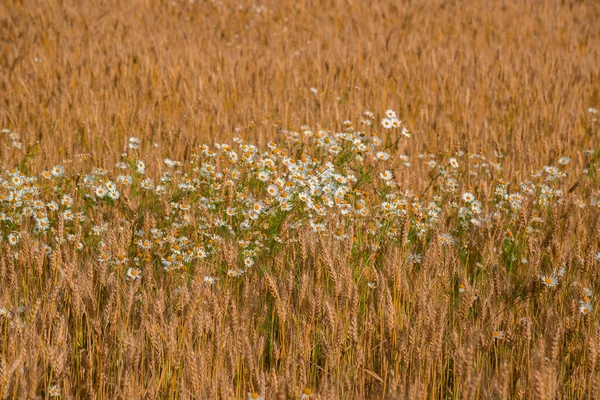 Marguerites sauvages blanches dans un champ de blé mûr — Photo