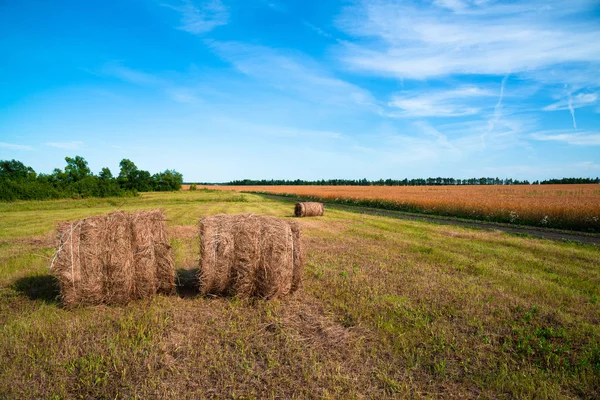 Rural landscape with a straw roll on field of ripe wheat in Russia — Stock Photo, Image