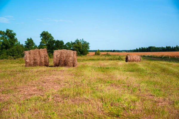러시아에서 잘 익은 밀밭에 짚을 굴리고 있는 시골 풍경 — 스톡 사진