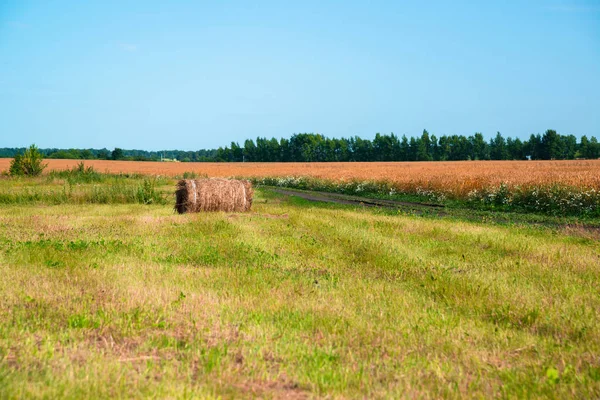 Krajobraz wiejski z rolką słomy na polu dojrzałej pszenicy w Rosji — Zdjęcie stockowe