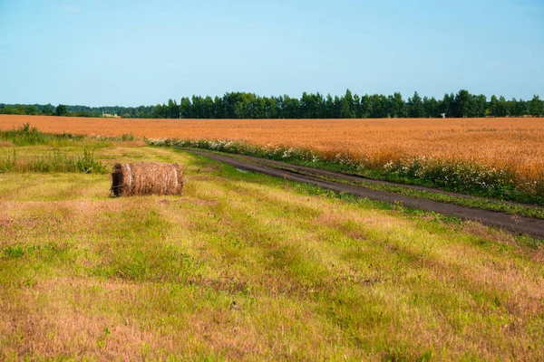 俄罗斯农村风景，稻草卷在成熟小麦田上 — 图库照片