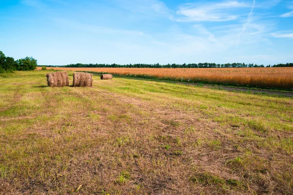 ロシアの熟した小麦の畑に藁ロールで田舎の風景 — ストック写真