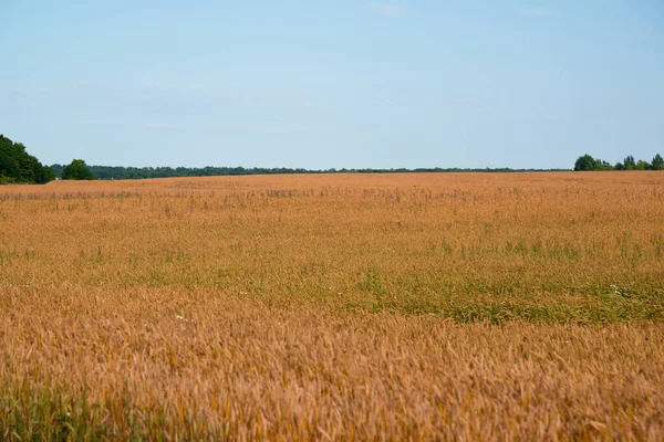 Champ de blé jaune et des arbres à l'horizon, Russie — Photo