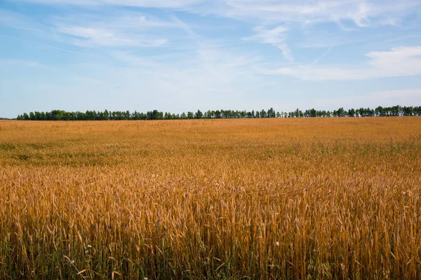俄罗斯地平线上的黄色麦田和树木 — 图库照片