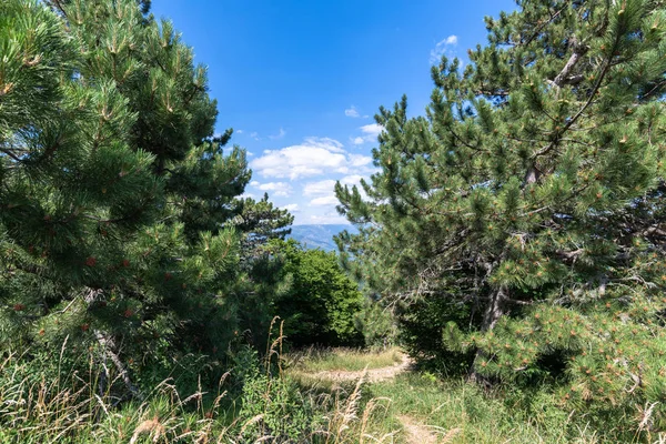 Die Naturlandschaft Auf Dem Petri Berg Auf Der Krim — Stockfoto