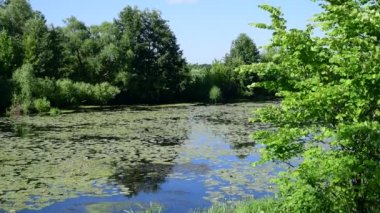 Nilüfer yapraklarıyla kaplanmış nehrin güzel yaz manzarası