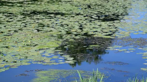 Prachtig zomers landschap met rivier begroeid met waterlelie bladeren — Stockvideo