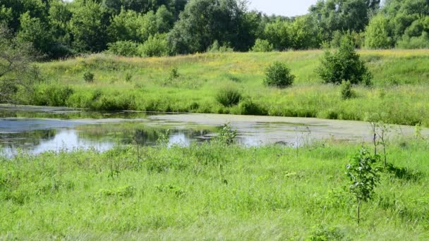 Linda paisagem de verão com rio overgrown com folhas de lírio de água — Vídeo de Stock