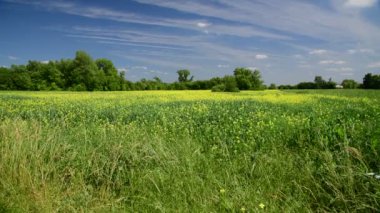 Çiçek açan Colza ile güzel bir yaz manzarası