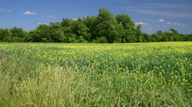 Çiçek açan Colza ile güzel bir yaz manzarası