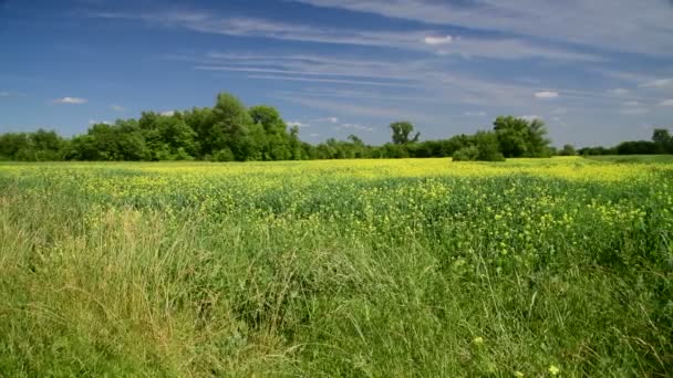 Magnifique paysage d "été avec colza fleuri