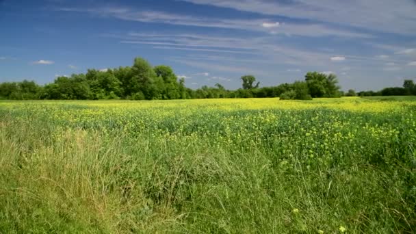 Bellissimo paesaggio estivo con colza in fiore — Video Stock