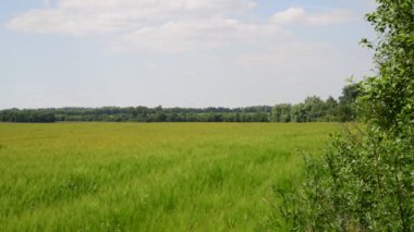Yaz sıcağında genç çavdar tarlası. Rusya