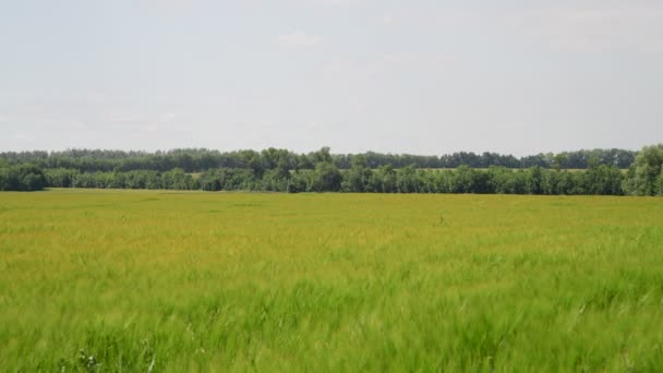 Mladé žitné pole v letním vedru. Rusko — Stock video
