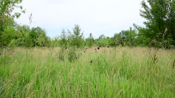 俄罗斯美丽的野生夏季草甸 — 图库视频影像