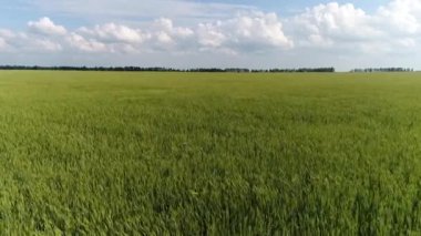 Rüzgarlı bir havada genç bir çavdar tarlasının dronundan ateş etmek