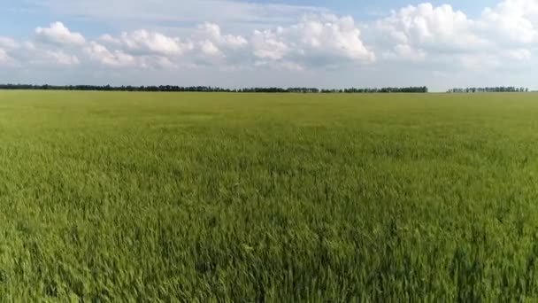 Schieten van een drone van een jong rogge veld bij winderig weer — Stockvideo