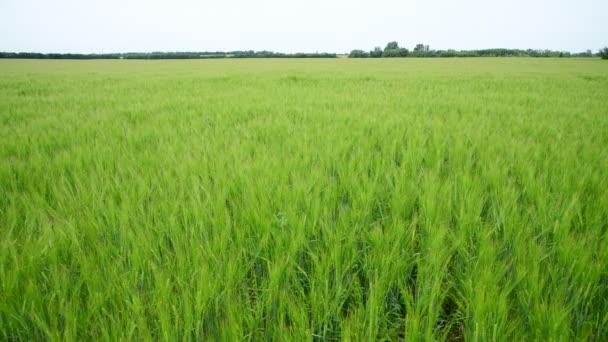 Beautiful young green rye in the field, Russia — Stock Video