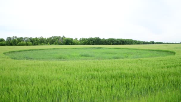 Beautiful young green rye with grass circle in the field, Russia — Stock Video